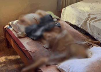 Irmãos presos por esconder corpo do pai