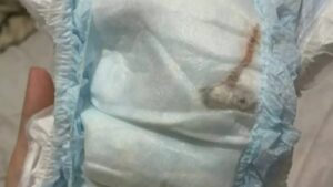 Rato em fralda
