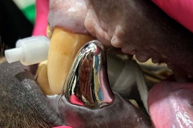 Urso-pardo do Alasca recebe maior coroa dentária do mundo