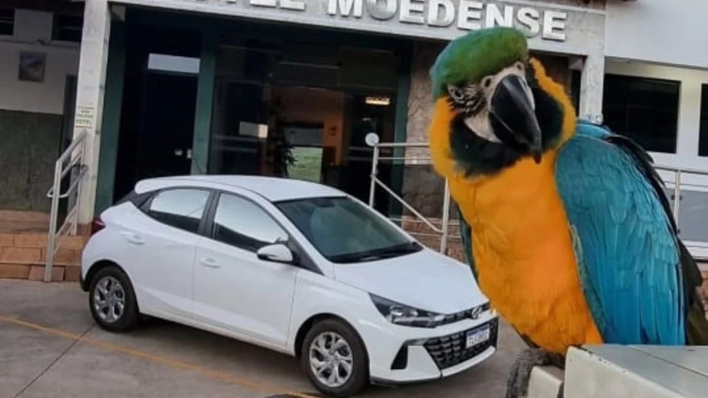 Arara de Moeda