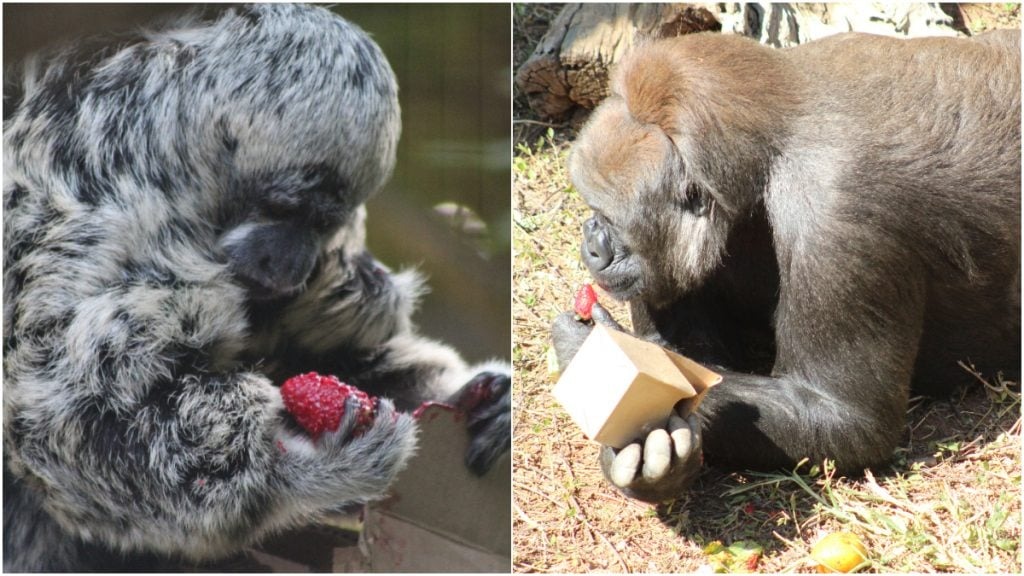 Animais do Zoológico de Belo Horizonte provaram morango do amor