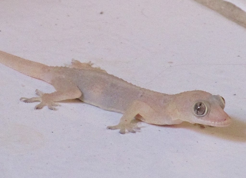 Lagartixas-de-parede aliadas controle de insetos