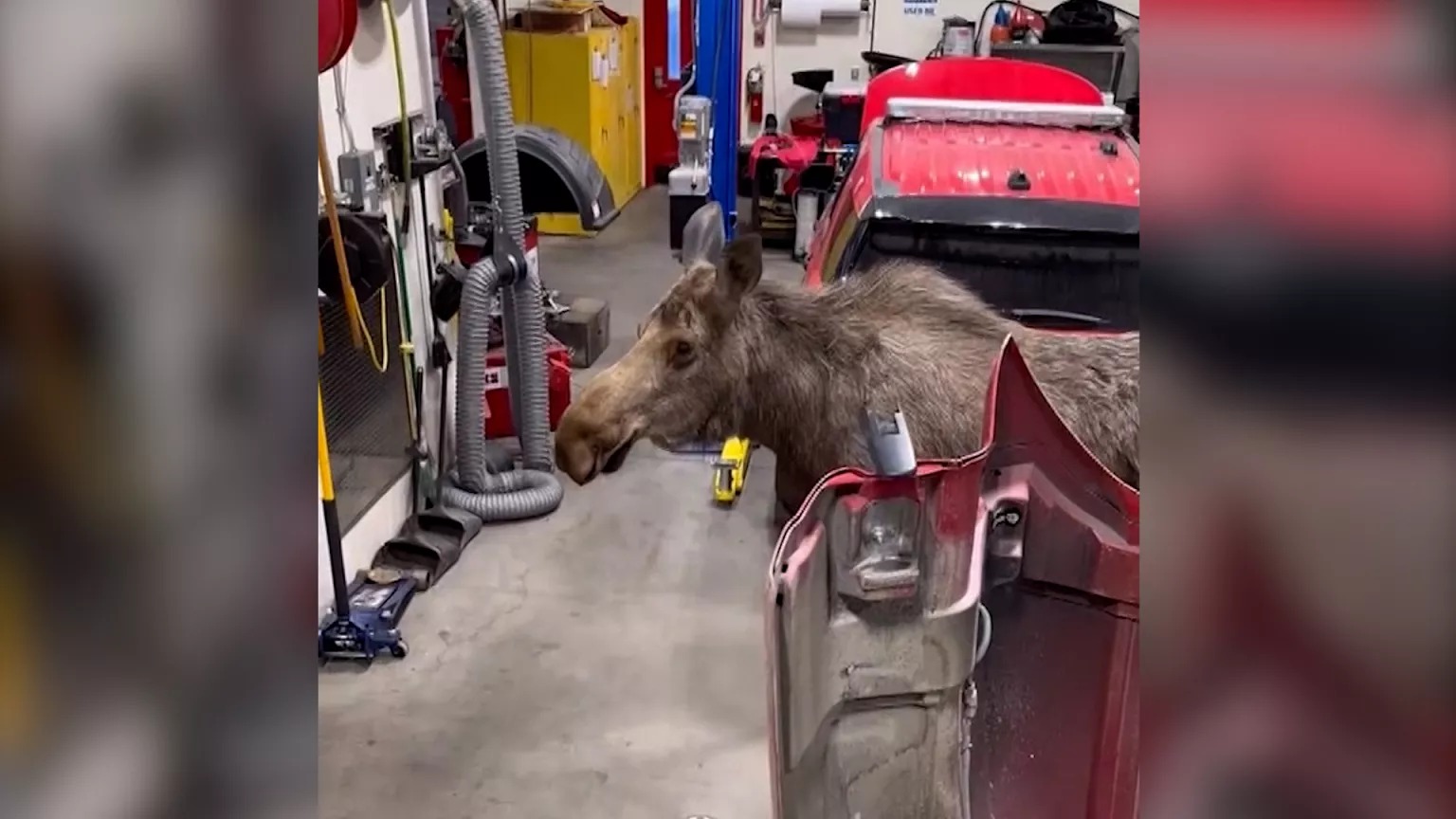 Alce invade oficina bombeiros no Alasca