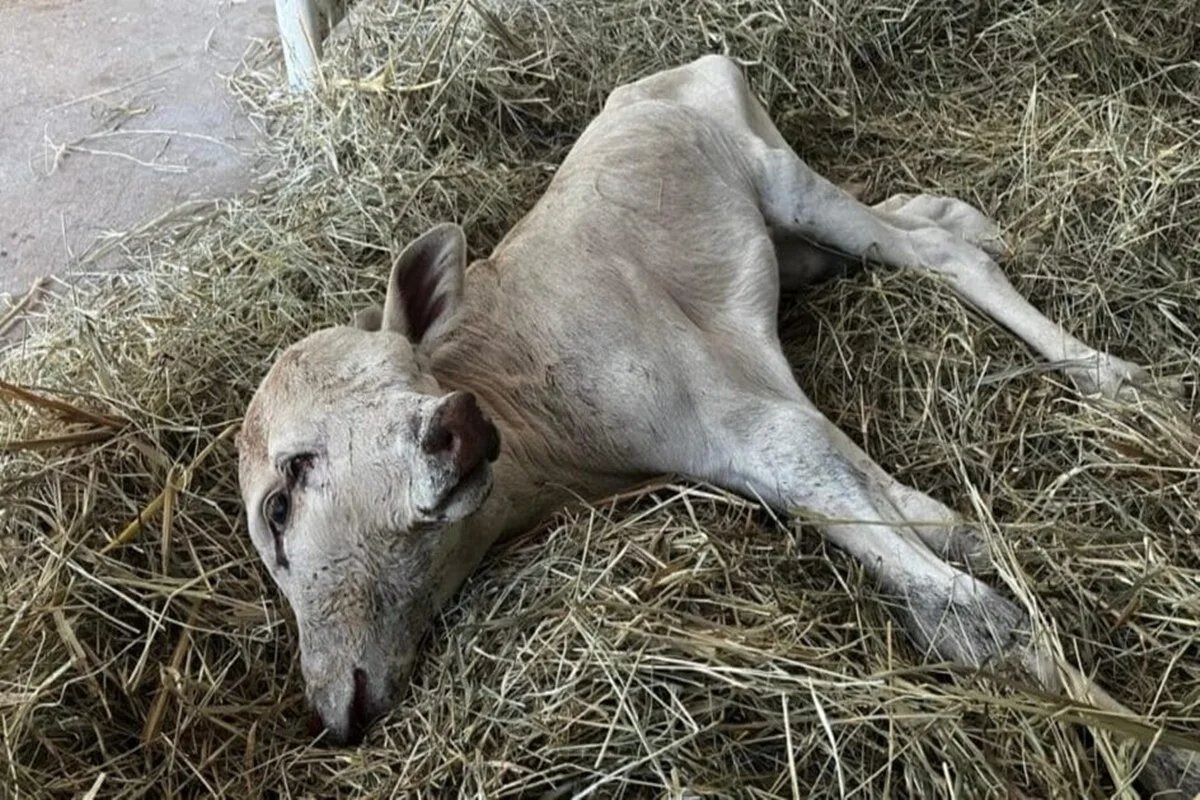 bezerra com duas cabeças