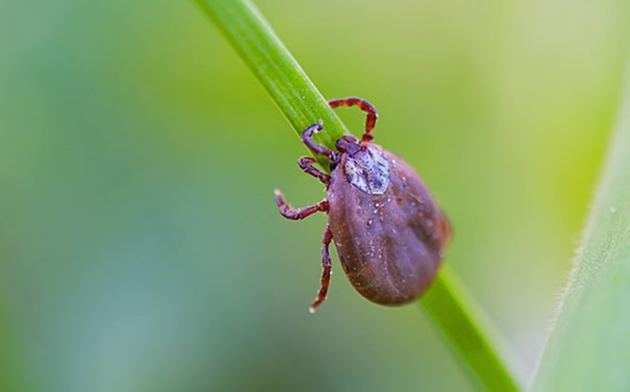 Febre maculosa em Caeté