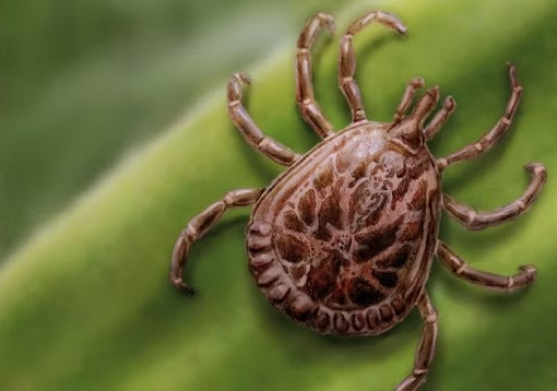 29 casos de febre maculosa e quatro mortes em Minas Gerais