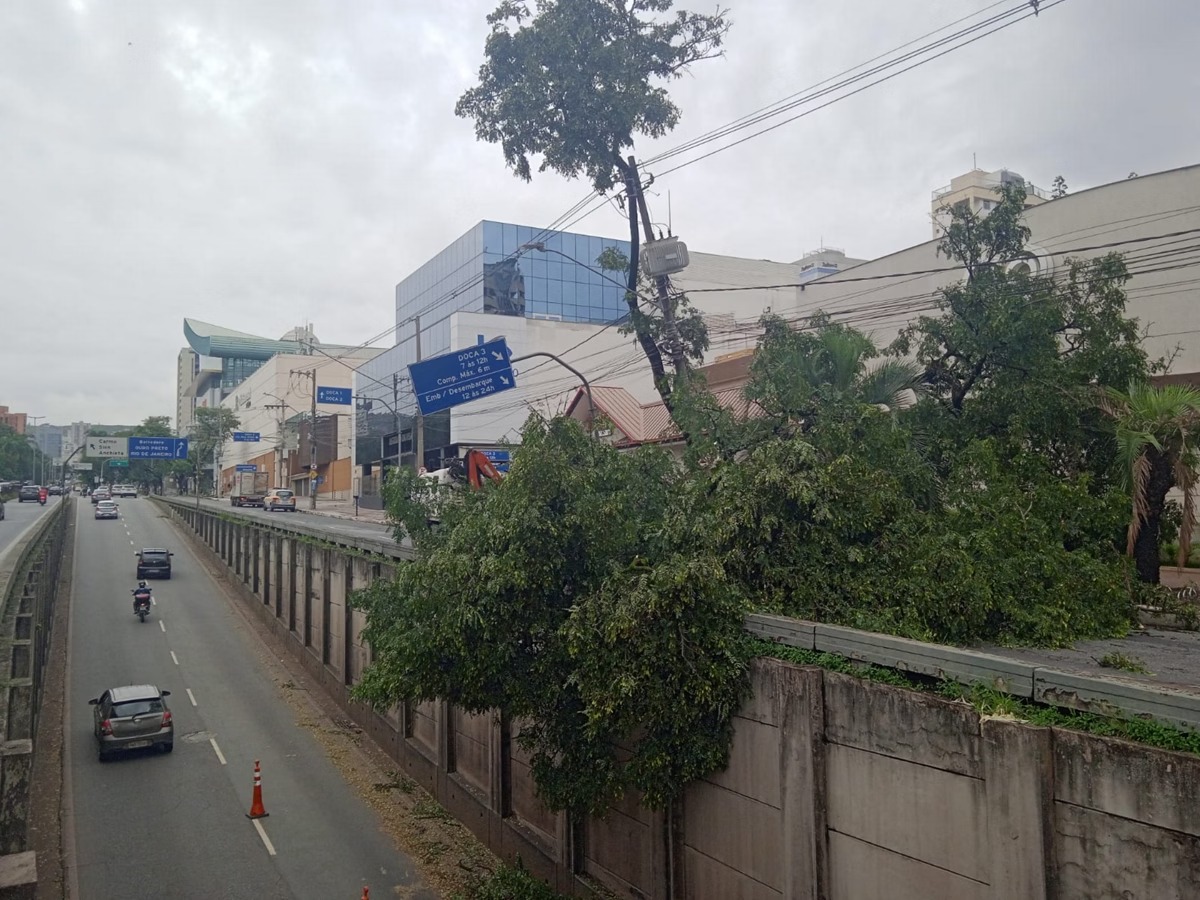 Queda de árvore interdita a avenida Nossa Senhora do Carmo após temporal em Belo Horizonte
