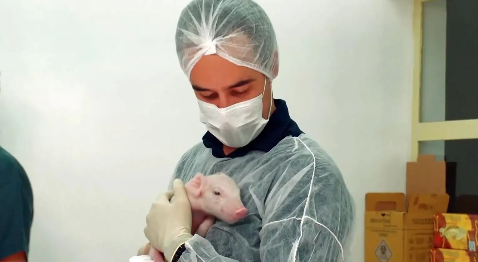Primeiro porco clonado no Brasil para transplantes