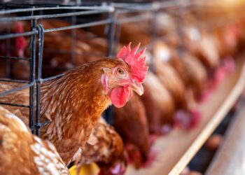 Cemig terá que indenizar granja por morte de mais de 7,7 mil aves após quedas de energia