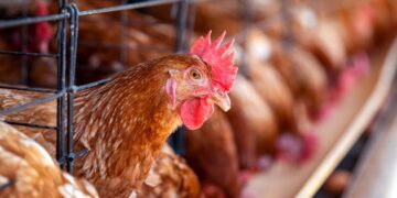 Cemig terá que indenizar granja por morte de mais de 7,7 mil aves após quedas de energia