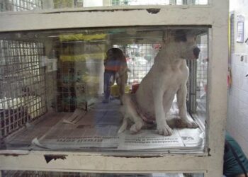 Câmara de BH aprova projeto que pode proibir venda de animais no Mercado Central