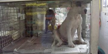 Câmara de BH aprova projeto que pode proibir venda de animais no Mercado Central