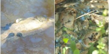 Peixes mortos em lago de Betim levantam suspeita de contaminação