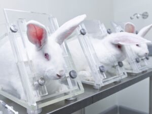 Justiça libera experimentos com coelhos