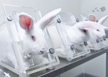 Justiça libera experimentos com coelhos