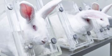 Justiça libera experimentos com coelhos