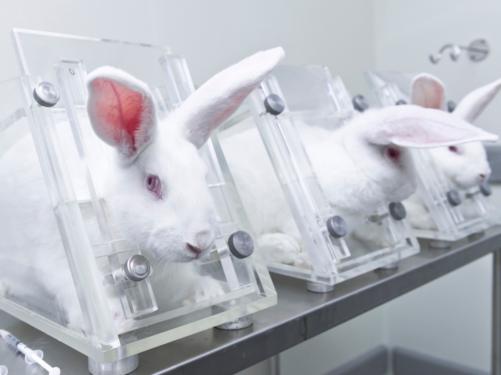Justiça libera experimentos com coelhos
