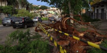 Região Metropolitana de BH registra 64 quedas de árvores em 24 horas após temporal